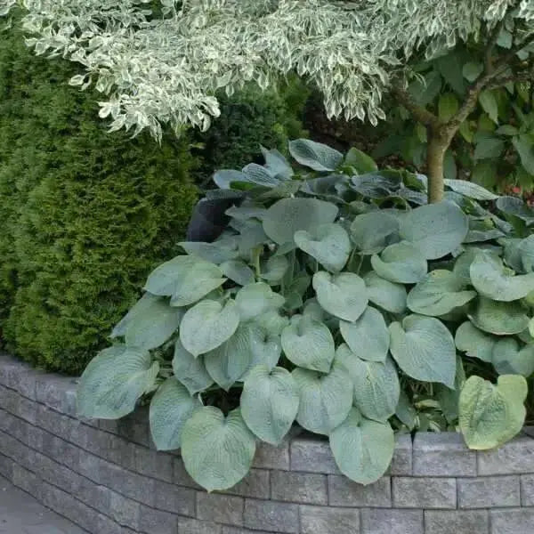 Hosta sieboldiana ‘Elegans’, SHADE PERENNIAL FOLIAGE - Caribbean garden seed