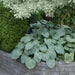Hosta sieboldiana ‘Elegans’, SHADE PERENNIAL FOLIAGE - Caribbean garden seed