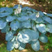 Hosta sieboldiana ‘Elegans’, SHADE PERENNIAL FOLIAGE - Caribbean garden seed