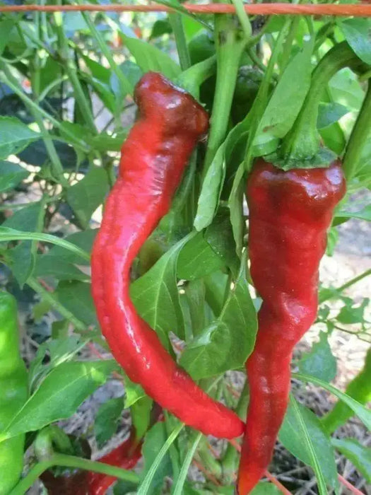HOT PORTUGAL PEPPER ,(Capsicum annuum) Heirloom pepper - Caribbean garden seed