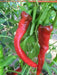HOT PORTUGAL PEPPER ,(Capsicum annuum) Heirloom pepper - Caribbean garden seed