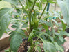 HOT PORTUGAL PEPPER ,(Capsicum annuum) Heirloom pepper - Caribbean garden seed