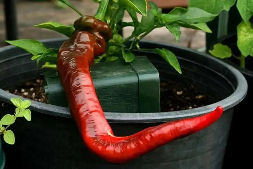 HOT PORTUGAL PEPPER ,(Capsicum annuum) Heirloom pepper - Caribbean garden seed