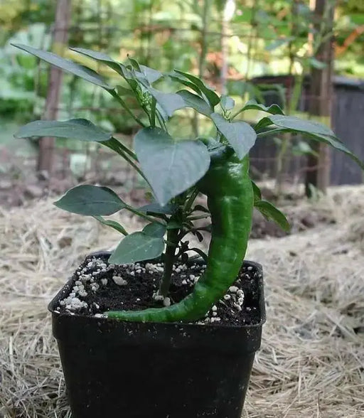 HOT PORTUGAL PEPPER ,(Capsicum annuum) Heirloom pepper - Caribbean garden seed