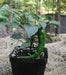 HOT PORTUGAL PEPPER ,(Capsicum annuum) Heirloom pepper - Caribbean garden seed