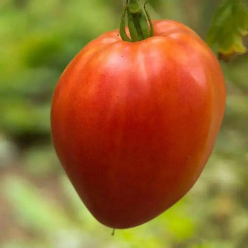 Hungarian Heart Tomato Seeds ( Lycopersicon lycopersicum) Open Pollinated ,Heirloom, Organic ! Super Sweet - Caribbean garden seed
