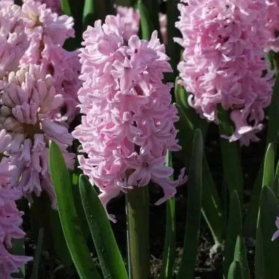 Hyacinth Bulb "Fondant",Cotton candy pink Flowers,Fragrant,NOW SHIPPING ! - Caribbean garden seed