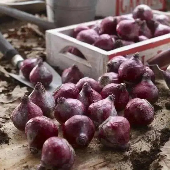 Hyacinth Bulb "Fondant",Cotton candy pink Flowers,Fragrant,NOW SHIPPING ! - Caribbean garden seed