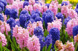 Hyacinth Bulb (Pink blue Mix)  FALL BULBS - Caribbean garden seed
