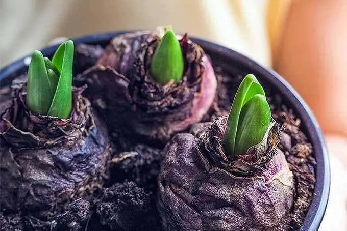 Hyacinth Bulb (Pink blue Mix)  FALL BULBS - Caribbean garden seed