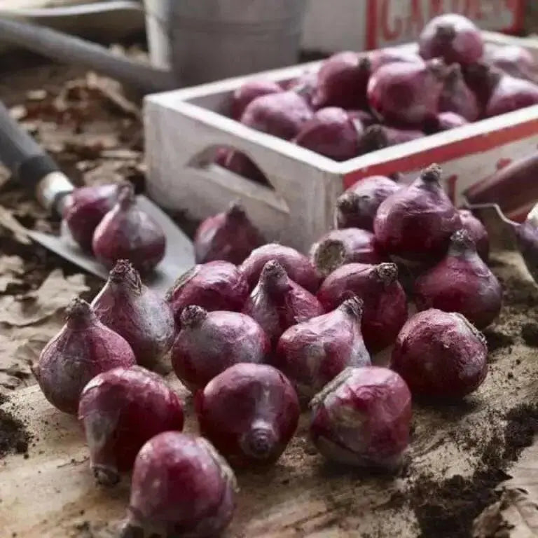 Hyacinth Bulb (Pink blue Mix)  FALL BULBS - Caribbean garden seed