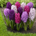Hyacinth Bulbs, Fierce Mix, Must-have for any garden! - Caribbean garden seed