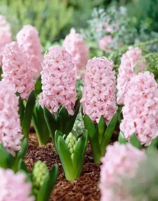 Hyacinth Bulb- ,Pink Surprise, Great for indoor - Caribbean garden seed