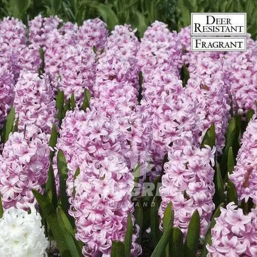 Hyacinth Bulb- ,Pink Surprise, Great for indoor - Caribbean garden seed