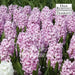 Hyacinth Bulb- ,Pink Surprise, Great for indoor - Caribbean garden seed