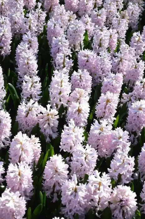 Hyacinth Bulb- ,Pink Surprise, Great for indoor - Caribbean garden seed