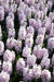 Hyacinth Bulb- ,Pink Surprise, Great for indoor - Caribbean garden seed