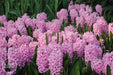 Hyacinth Bulb- ,Pink Surprise, Great for indoor - Caribbean garden seed