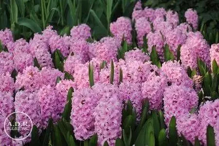 Hyacinth Bulb- ,Pink Surprise, Great for indoor - Caribbean garden seed