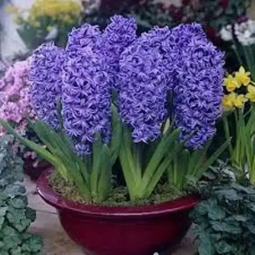 Hyacinth bulbs (Blue) Great for indoor houseplant - Caribbean garden seed