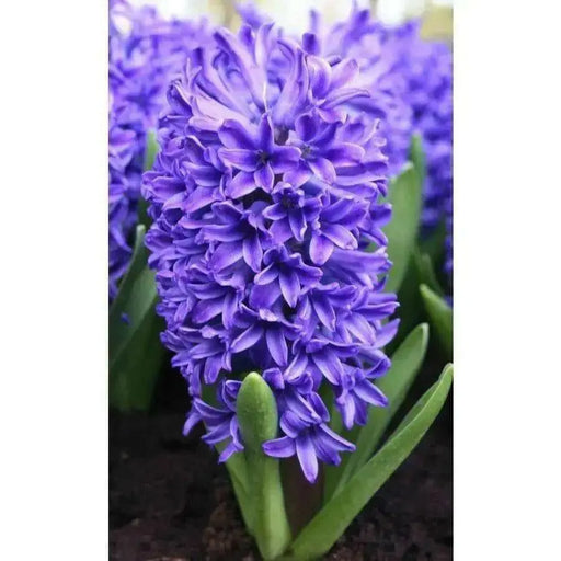 Hyacinth bulbs (Blue) Great for indoor houseplant - Caribbean garden seed