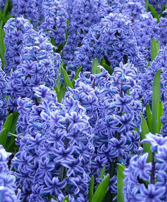 Hyacinth bulbs (Blue) Great for indoor houseplant - Caribbean garden seed
