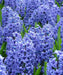 Hyacinth bulbs (Blue) Great for indoor houseplant - Caribbean garden seed