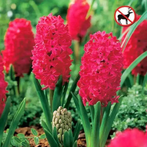 Hyacinth bulbs, Jan Bos(Red) great houseplant - Caribbean garden seed