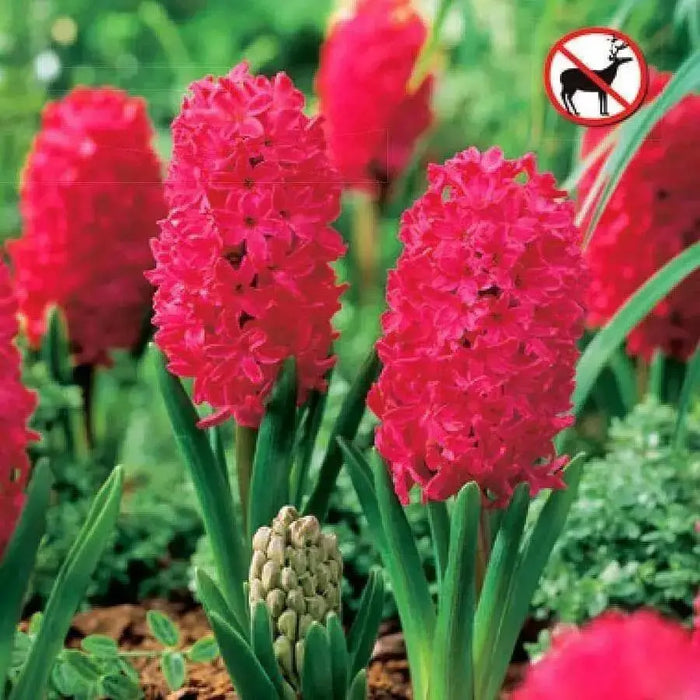 Hyacinth bulbs, Jan Bos(Red) great houseplant - Caribbean garden seed