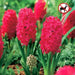 Hyacinth bulbs, Jan Bos(Red) great houseplant - Caribbean garden seed