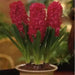 Hyacinth bulbs, Jan Bos(Red) great houseplant - Caribbean garden seed