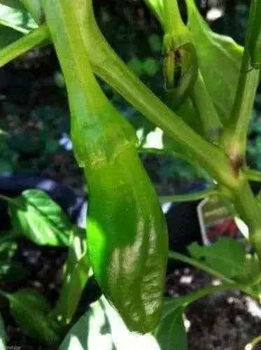 Hot Pepper Seeds - 'Anaheim Chile' - 1 oz Approximately 3,500 seeds - Caribbean garden seed