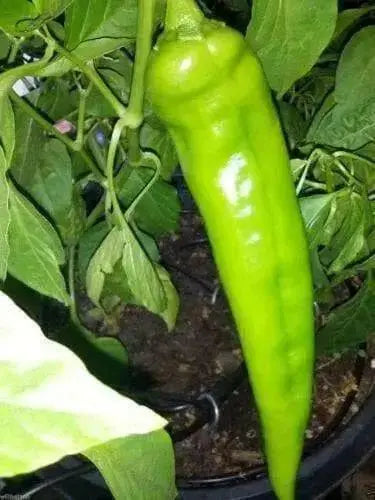 Hot Pepper Seeds - 'Anaheim Chile' - 1 oz Approximately 3,500 seeds - Caribbean garden seed