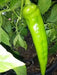 Hot Pepper Seeds - 'Anaheim Chile' - 1 oz Approximately 3,500 seeds - Caribbean garden seed