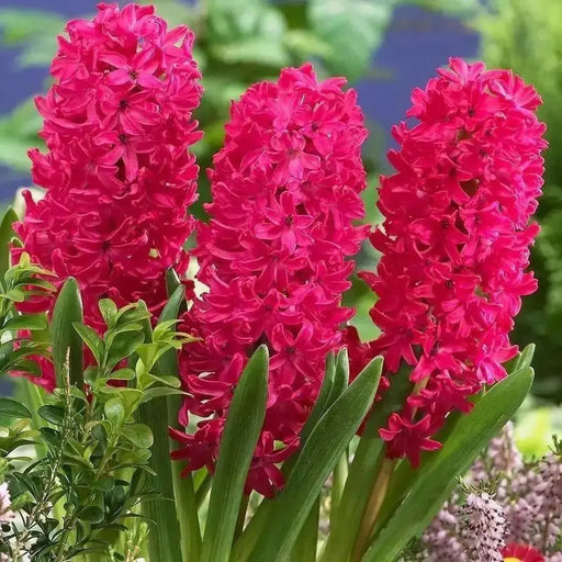 Hyacinth BULBS  (Hyacinthus orientalis 'Scarlet Pearl') - Caribbean garden seed