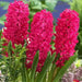 Hyacinth BULBS  (Hyacinthus orientalis 'Scarlet Pearl') - Caribbean garden seed