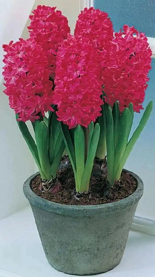 Hyacinth BULBS  (Hyacinthus orientalis 'Scarlet Pearl') - Caribbean garden seed