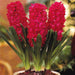 Hyacinth BULBS  (Hyacinthus orientalis 'Scarlet Pearl') - Caribbean garden seed
