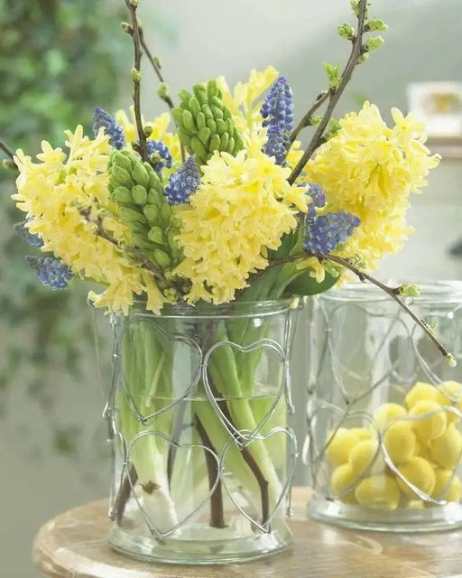 HYACINTH BULBS 'Gipsy Princess, - GREAT INDOOR - Caribbean garden seed