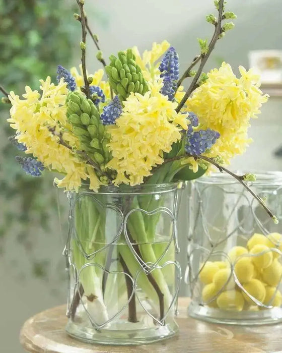 HYACINTH BULBS 'Gipsy Princess, - GREAT INDOOR - Caribbean garden seed