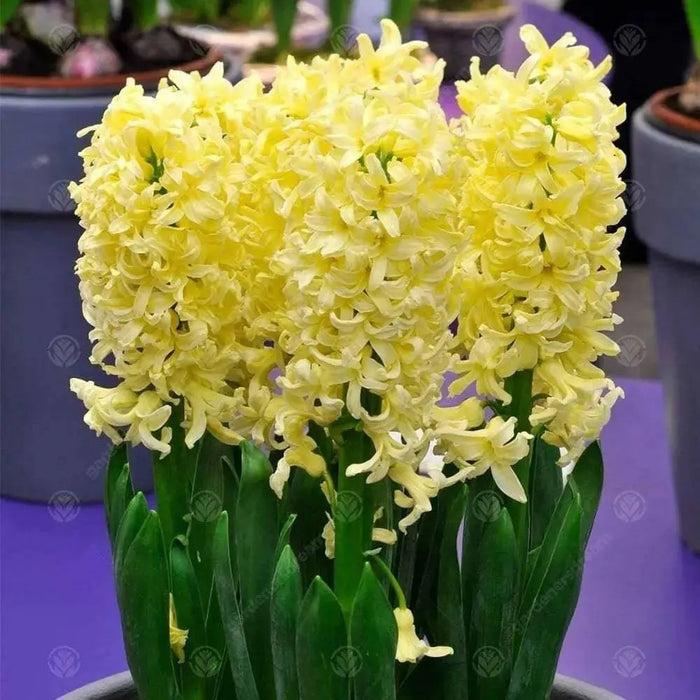 HYACINTH BULBS 'Gipsy Princess, - GREAT INDOOR - Caribbean garden seed