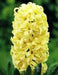 HYACINTH BULBS 'Gipsy Princess, - GREAT INDOOR - Caribbean garden seed