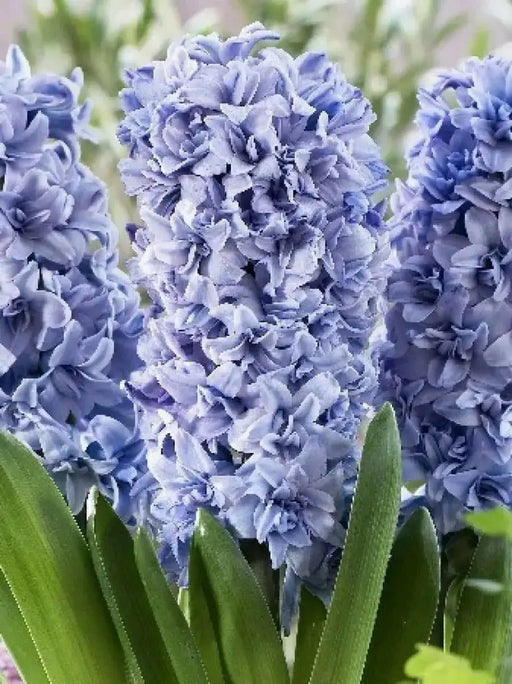 Hyacinth Bulb "Blue Tango",beautiful blue Flowers, Fragrant - Caribbean garden seed