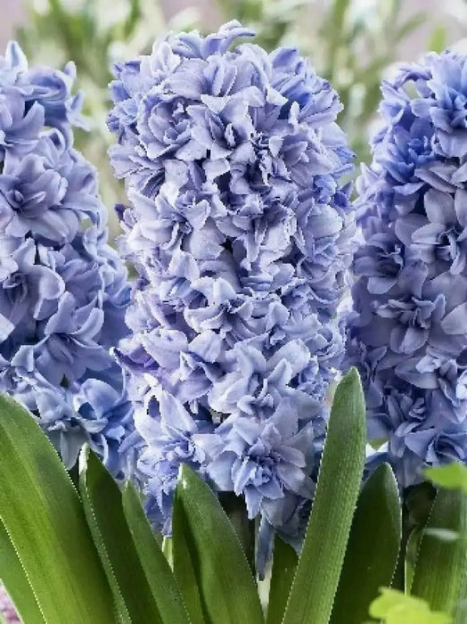 Hyacinth Bulb "Blue Tango",beautiful blue Flowers, Fragrant - Caribbean garden seed