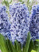 Hyacinth Bulb "Blue Tango",beautiful blue Flowers, Fragrant - Caribbean garden seed