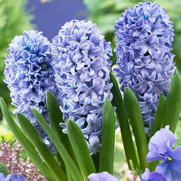 Hyacinth Bulb "Blue Tango",beautiful blue Flowers, Fragrant - Caribbean garden seed