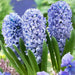Hyacinth Bulb "Blue Tango",beautiful blue Flowers, Fragrant - Caribbean garden seed