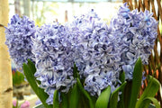 Hyacinth Bulb "Blue Tango",beautiful blue Flowers, Fragrant - Caribbean garden seed