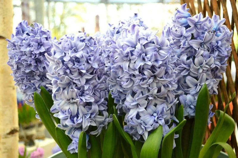 Hyacinth Bulb "Blue Tango",beautiful blue Flowers, Fragrant - Caribbean garden seed