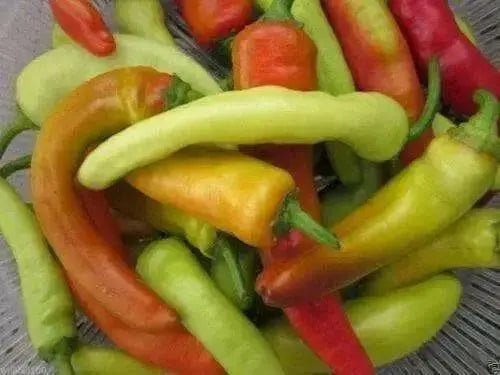 Hungarian Wax Hot'  Pepper PLANTS, 3'POT, Capsicum annuum - Caribbean garden seed